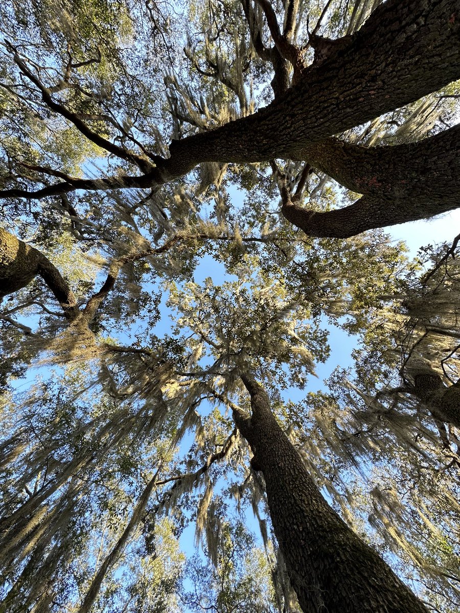 TimJarvinen's tweet photo. Sometimes you find beauty even when things are “upside down”. #MyTrees https://t.co/R9nT4H5xTw