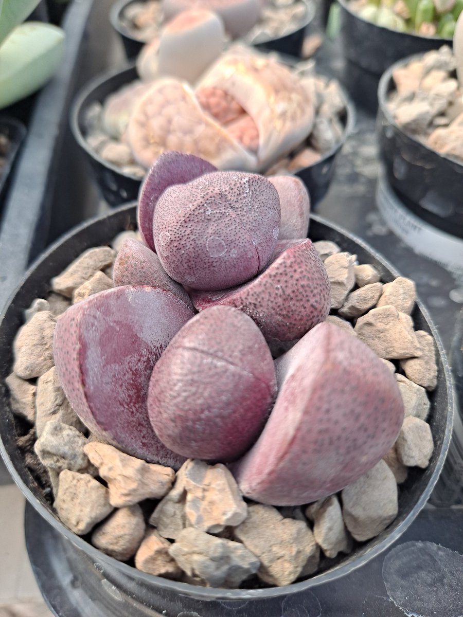 Jay03Apollo's tweet photo. @easucculents Always brightens my day! I can't wait to make arrangements with my baby #succulents #eastAustin https://t.co/oWJiVDtBUh