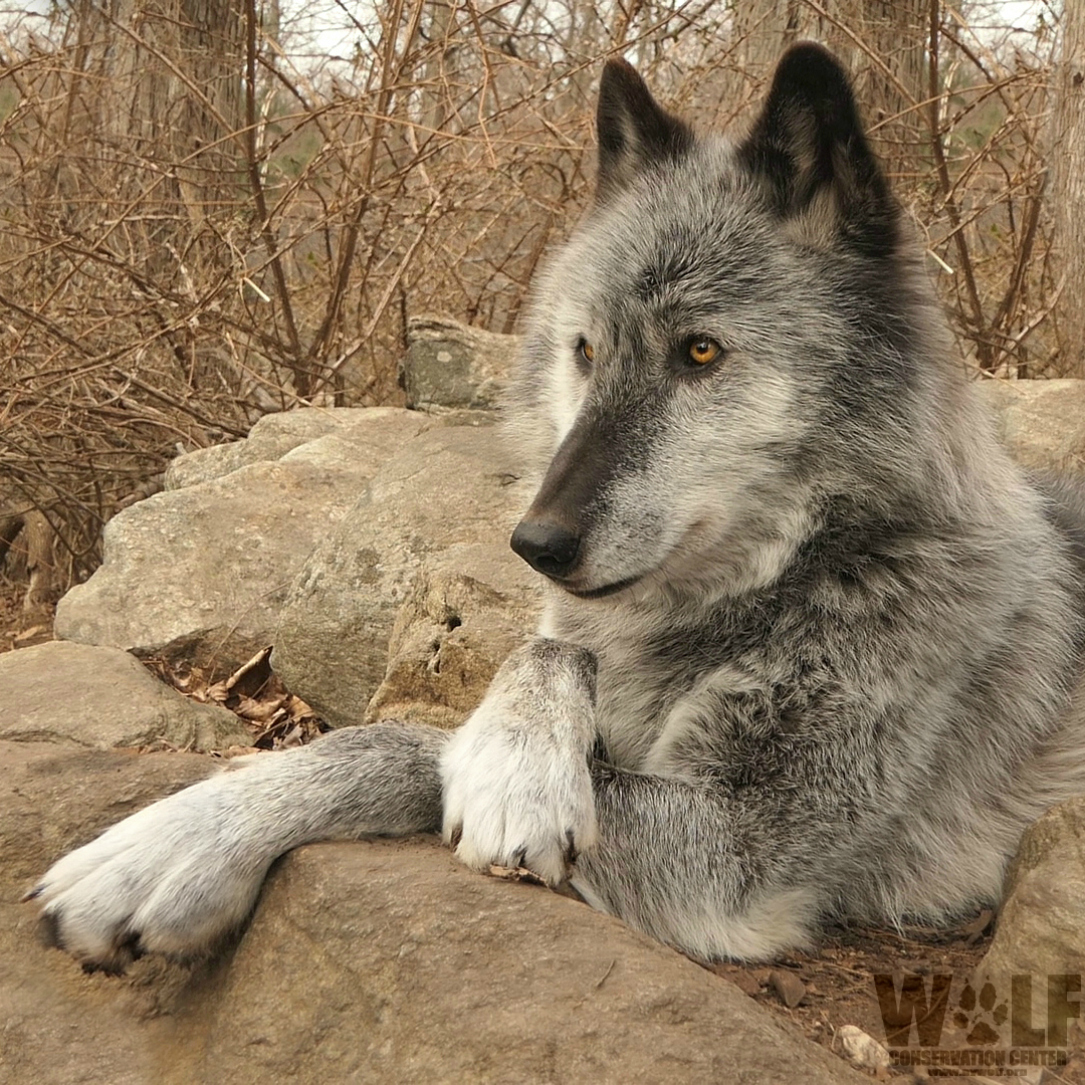 nywolforg's tweet photo. Chill like a wolf 🐺 https://t.co/gfPvsHnhKx