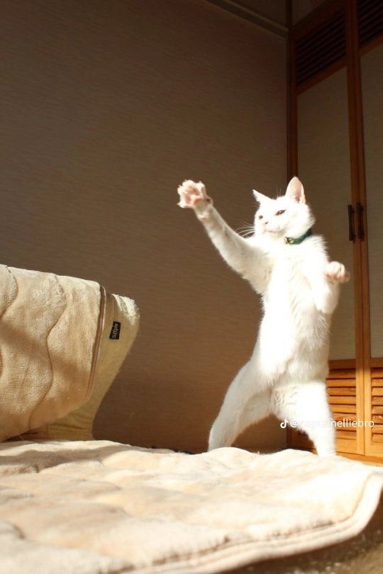 KamomiIIe's tweet photo. Azy, je vais faire comme y'a un moment et désactiver définitivement ce compte pour aller sur mon privé, c'était sympa mais je crois que j'aime juste pas être visible par beaucoup de monde 🫡

Bonne nuit https://t.co/B8YiLczYS6