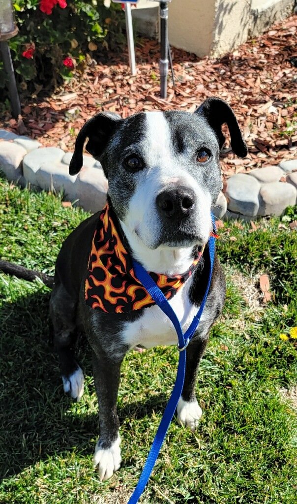 CrustyCrewRescu's tweet photo. Look who rocked his grooming session today &amp; check out that adorable scarf!!! 💙
Buddy is available for adoption. To apply to adopt this stud muffin, head to our website: https://t.co/rlHOOGKDo1 (link is also in our bio)
#dogs #Pitbull https://t.co/rYHrkmDmhO