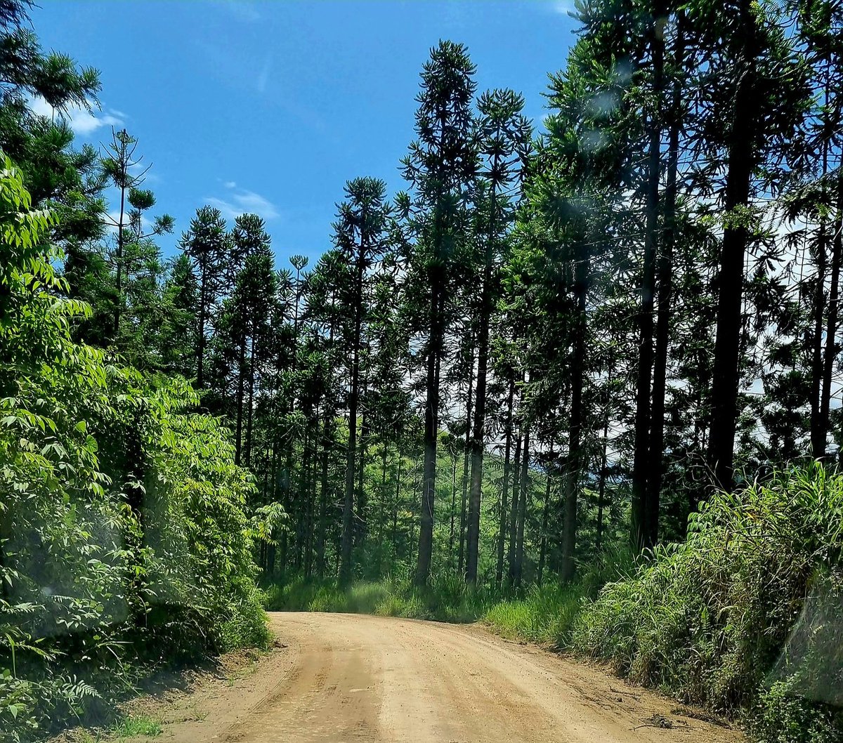 nlsnnombri's tweet photo. Access road to Wau | Wau Waria District | 22.01.23
#morobefeeling #wau #wauwaria #sunnyday #green #blue #accessroad https://t.co/fG5HwJKz0L