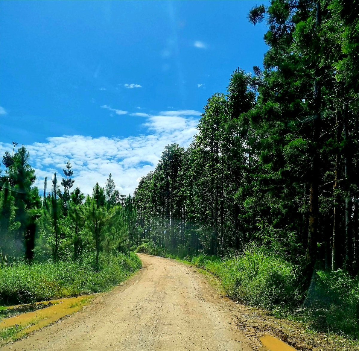 nlsnnombri's tweet photo. Access road to Wau | Wau Waria District | 22.01.23
#morobefeeling #wau #wauwaria #sunnyday #green #blue #accessroad https://t.co/fG5HwJKz0L