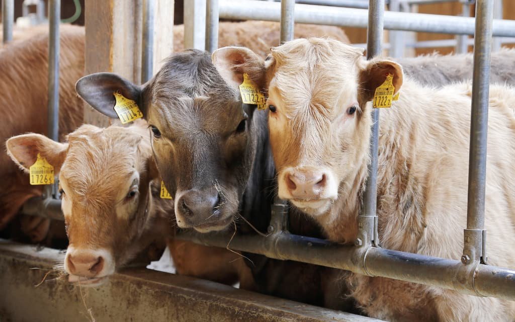 gruntvegan's tweet photo. "What have we done to deserve this?"

Vegan so billions of innocents are no longer behind bars, treated as commodities, killed for profit, taste. https://t.co/iNUzOYCyXY
