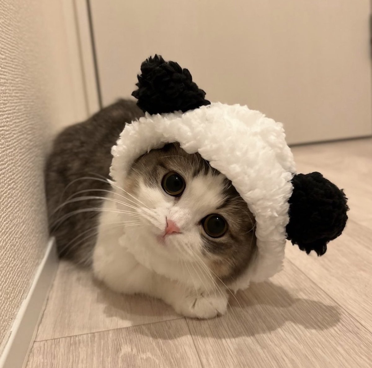 my cat ended up here tweet media