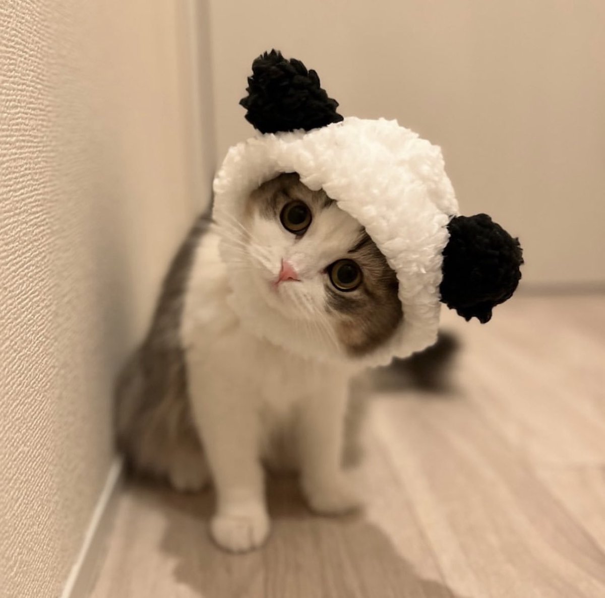 my cat ended up here tweet media