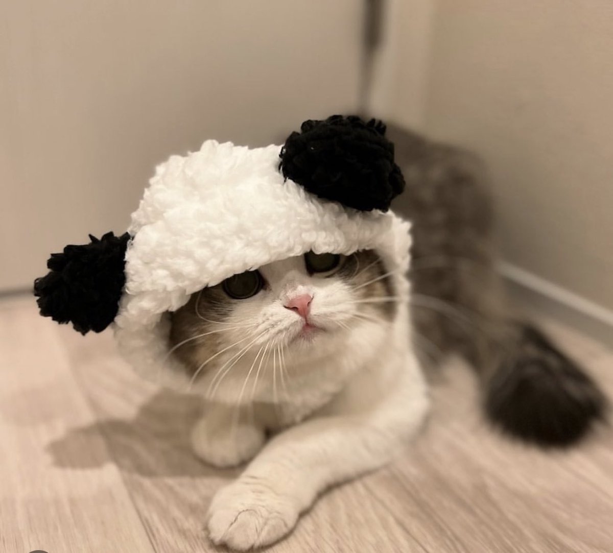 my cat ended up here tweet media