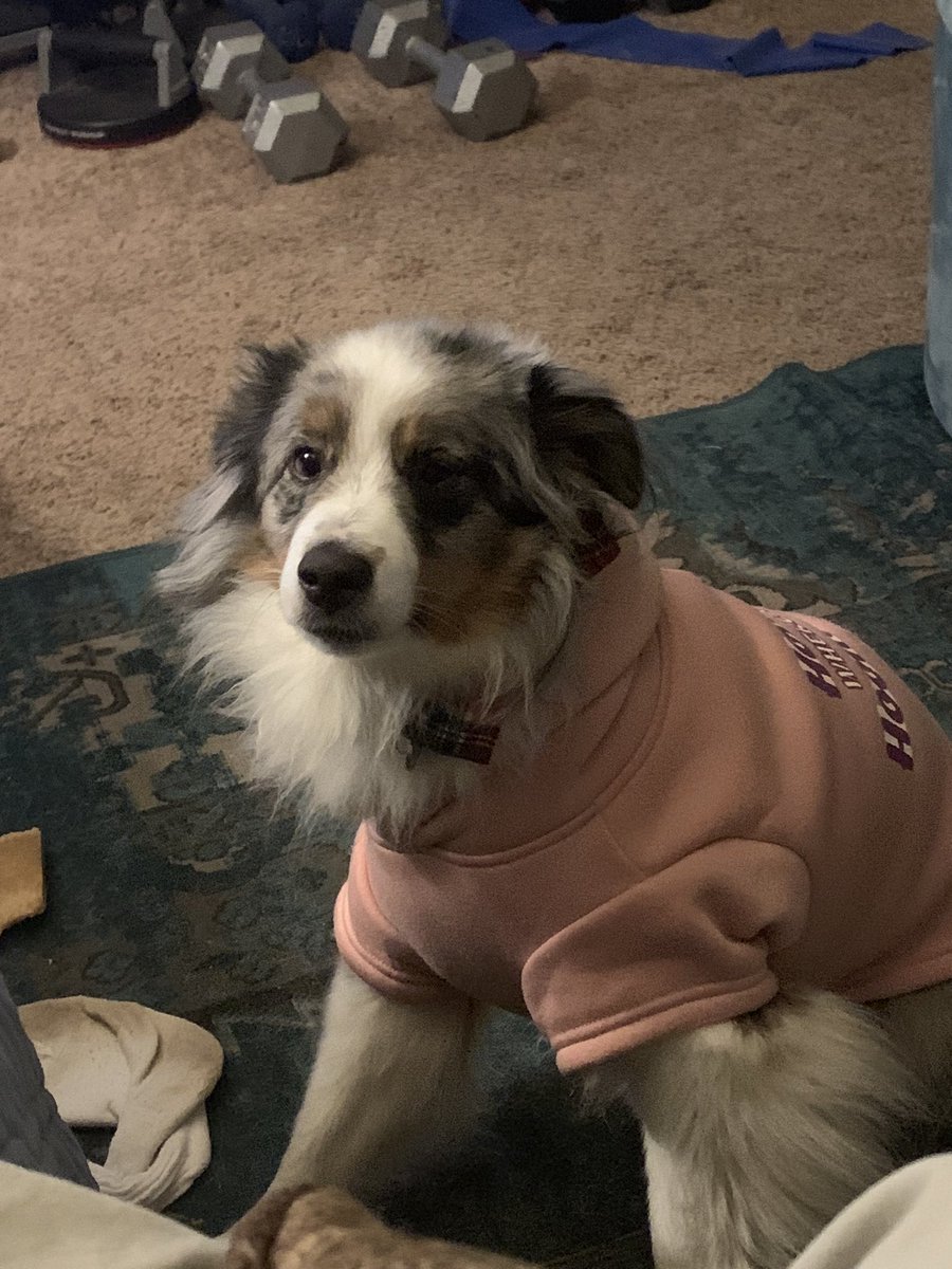 #twitter I need to give my dog #chewy a middle and last name for when I yell at him. …..I realized 5 minutes ago. #dogs #miniaussie #aussie #dognames