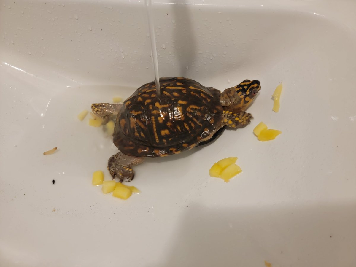 BeebsJoy's tweet image. Anyone else got a turtle jacuzzi going in their upstairs bathroom?  Just me, um ok.  
#boxturtle
#turtlemom
#MrTurtlesAdventures