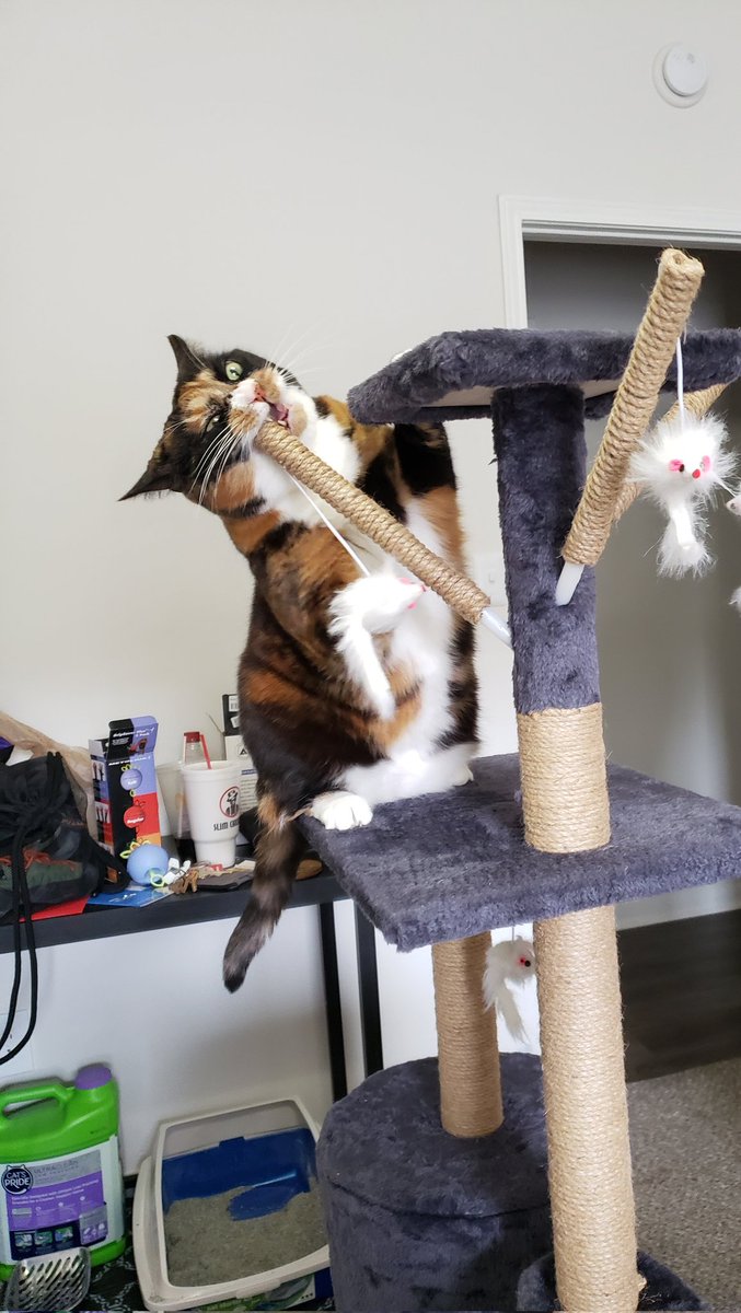 nonstickcat's tweet photo. I think the two gremlins like the new cat tree 😂 Happy #Caturday! #CatsOnTwitter #CatsofTwittter https://t.co/ioWF3NVVmg