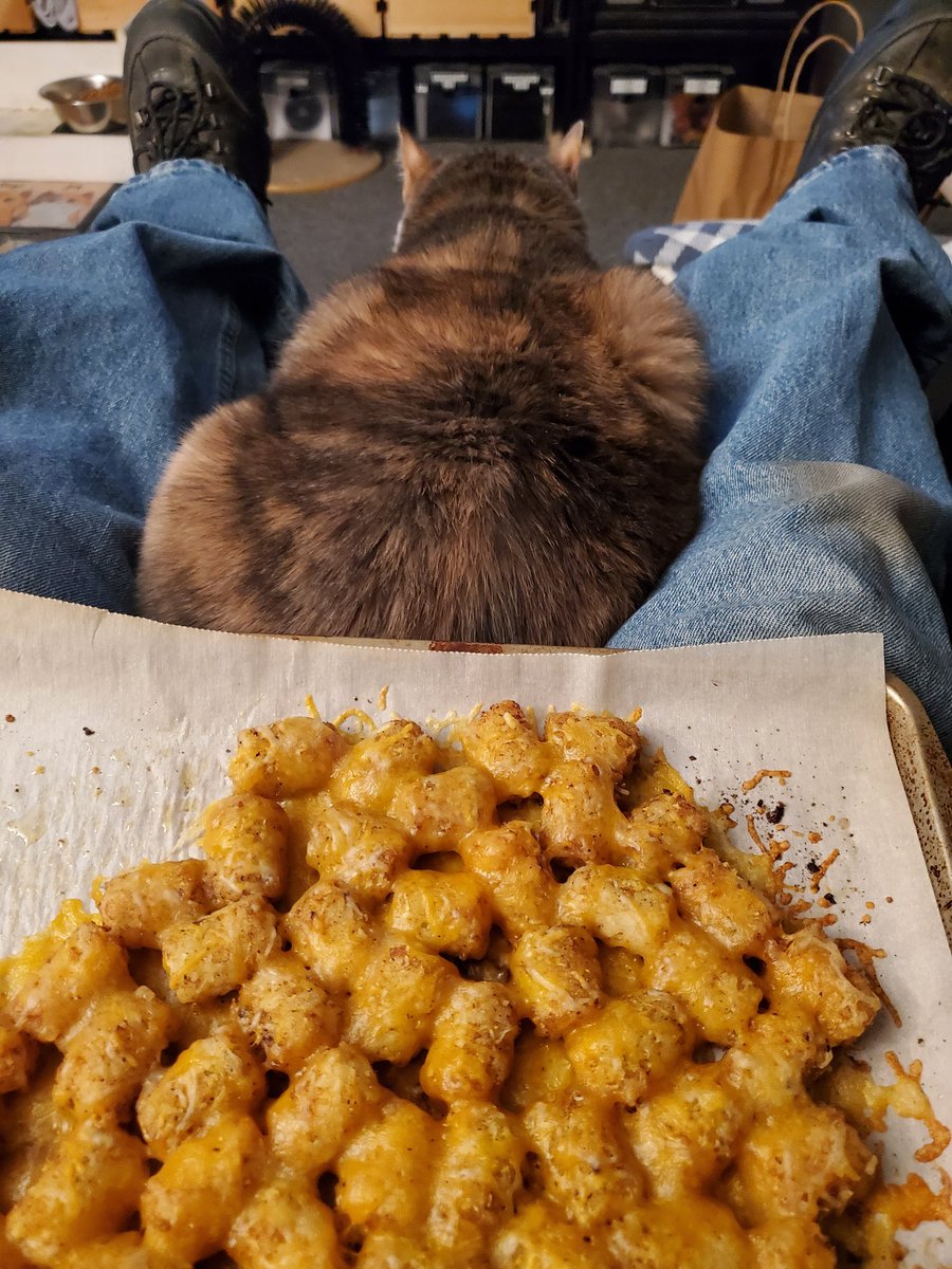 j_anselowitz's tweet photo. #nascarkitty in position watching practice... doesn't even care I have food 🤣 https://t.co/2bTa8szXcf