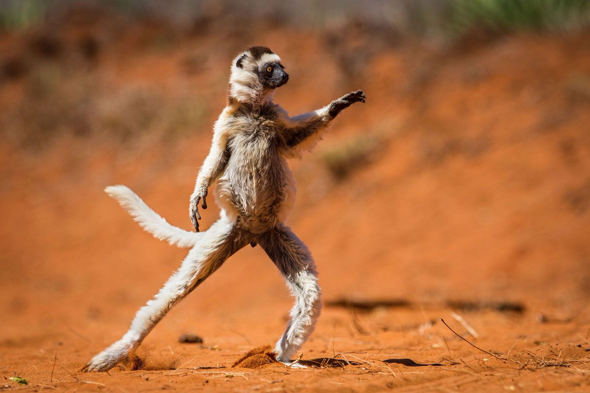 andramerlyn's tweet photo. @korndiddy Oh no. Would a random animal in a weird posemake a difference? https://t.co/6U9DqxWvKN