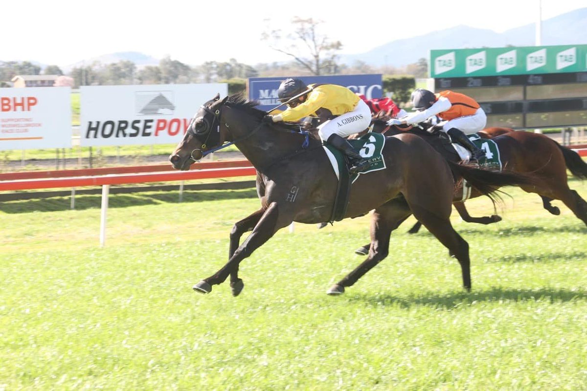 minerviniracing's tweet photo. MEDIA MAN (5G ex Mary of Modena) is engaged @thebrookracing on Monday. The son of @VineryStud PRESS STATEMENT scored two slashing wins at this venue last preparation. @gibbo7822 is back on board. The pair contest the @bhp BM66 over 1280m. #media #man #nsw #racing #BHP https://t.co/D9puzYkElB
