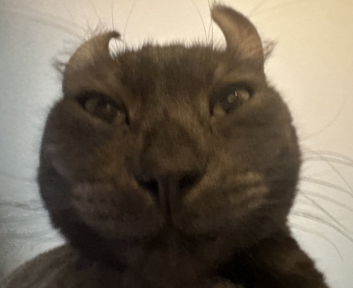 Meevin10's tweet photo. how is this the same animal https://t.co/DLs2K7HoCX