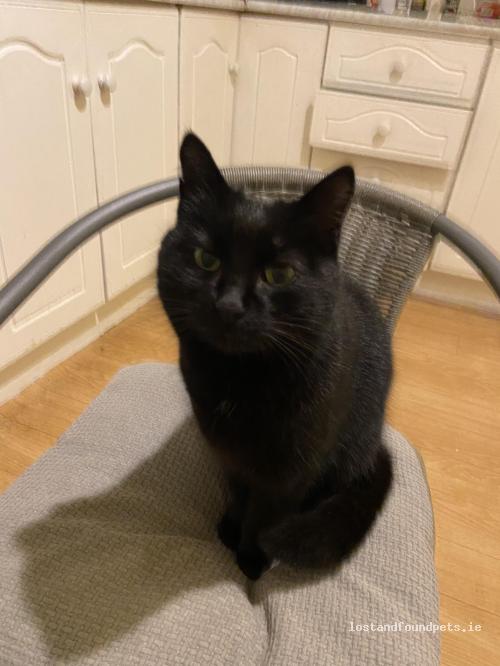 lostfoundpets's tweet photo. A female cat was found on 06/01/2023 in Mount Sandford, #Dublin 6 https://t.co/x6t5UNvG6M #fpie https://t.co/X1Qh9LQjRa
