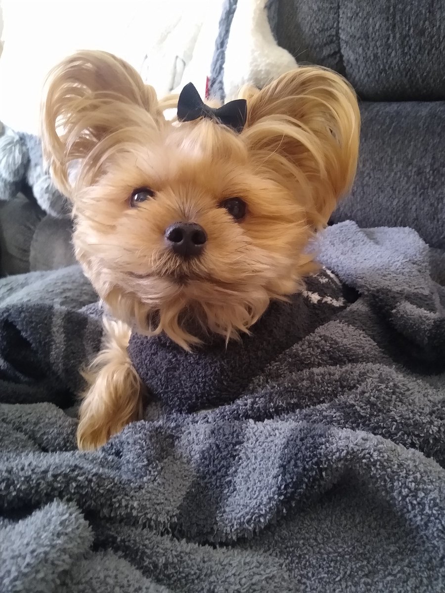 bchristilynn's tweet photo. @droidplays @PeaWoodruff @LeoBellaAngel @IBLEEDBLUE15 @mpoage @jason_wolak @rwillson1969 @WeThePeopleThe3 @xmagicmomentsx @TimmyHogan1 @maryannwilliams @D_justin_corbo @_iam_dan_ @lorikuhnhancock @MTPenna @dianeraucher @DebbieSueHallm1 @LisaResists Hi everyone 👋 have a great evening. Thanks for connecting all of us 🤍
XO-Cooper and Mommy https://t.co/2jHRfE2d25