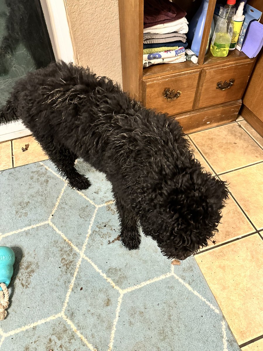 its_m_reilly's tweet photo. @its_jessi_grace Brought home the new puppy. My whole house is a crime scene. #OneHourLater https://t.co/WXSsc1KmFw