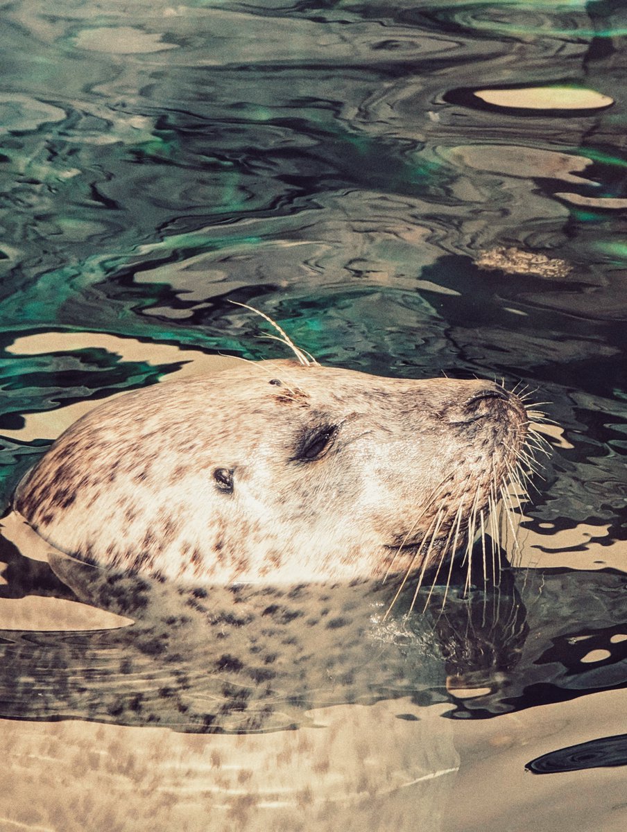 jordan🧡 on Twitter "something about aquariums make me go absolutely feral"