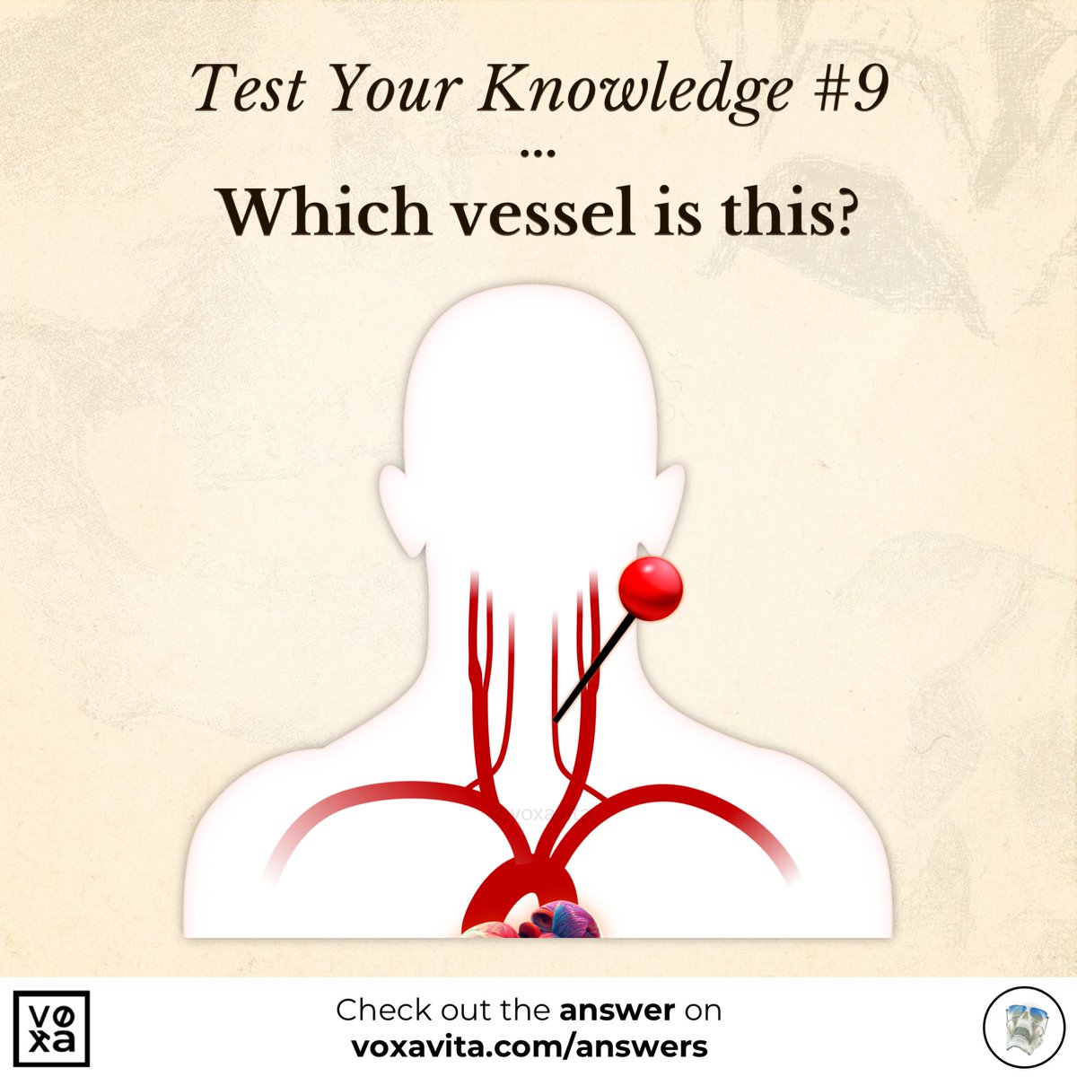 🩺 Place your answer in the replies! ✍️

Our #BasalGanglia anatomy and physiology tutorial is out NOW! 💯🥳 youtu.be/Qo2IcI9CW3c

Answers at voxavita.com/answers

#FOAMed #MedEd #MedTwitter #MedStudentTwitter #Residency #Neuroscience #Neurology #Anatomy #MCAT #USMLE #MCCQE