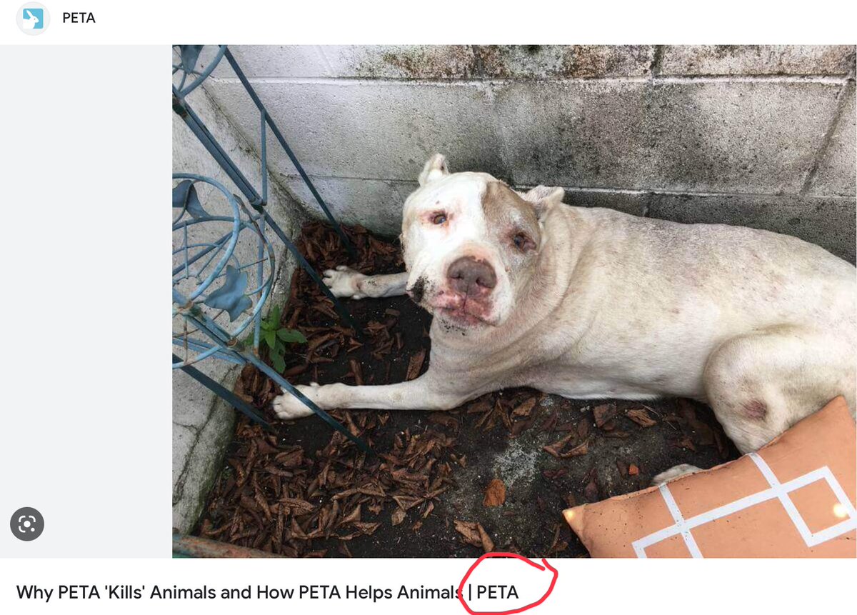 THELANGGO's tweet photo. This article apparently tells you why peta is "help animals”
By killing, but they are the ones who made this 😂 https://t.co/pjZ3L84Pd3