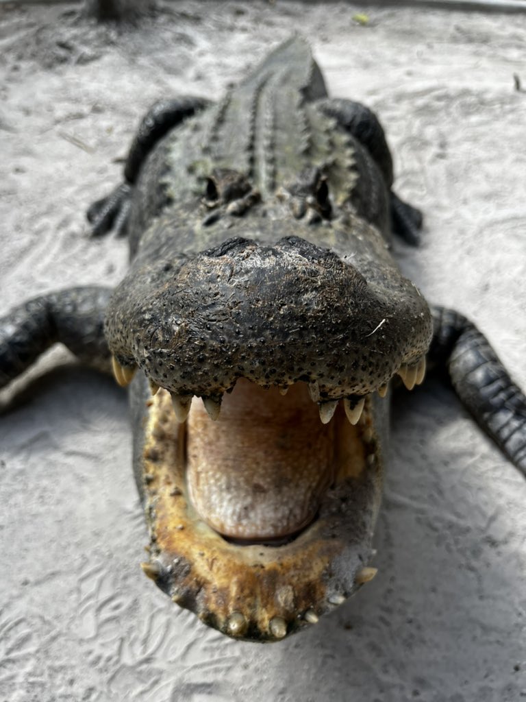 GatorsDaily's tweet photo. what a nice gator https://t.co/yd88MajWXs
