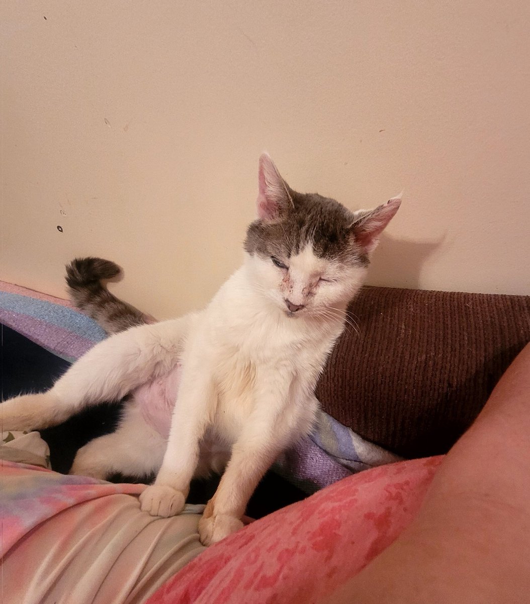 lynnslagle42's tweet photo. She has so much purrsonality ๐ I love how chill she is all the time, unless I leave the room while she's sleeping and she wakes up ๐ฌ then she isn't so chill lol! #mimiispurfect #jackpot #seniorsarethebest #californiagirl #chillmimi #bellyboops #sitssoladylike #justmimi https://t.co/pthPv4XiEU