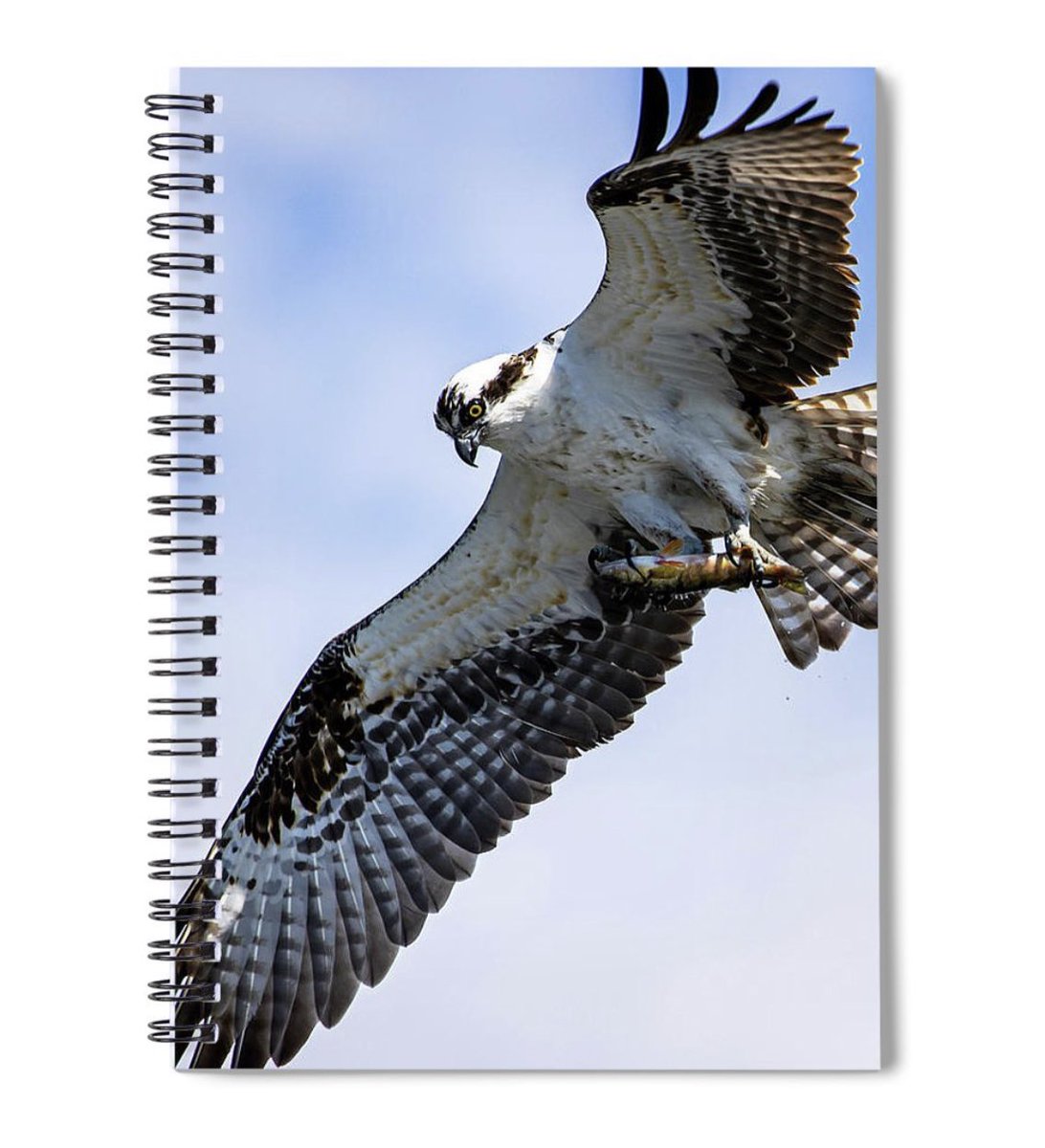 Spiral book for #BirdLovers.  Available: pixels.com/featured/osper…💝 #BirdsOfTwitter #gifts #giftideas #AYearForArt #Birder #birding #Osprey #BuyArtNotCandy #BuyIntoArt #naturelovers #wildlife #wildlifephotography #BuyLocal #support #SupportSmallBusinesses