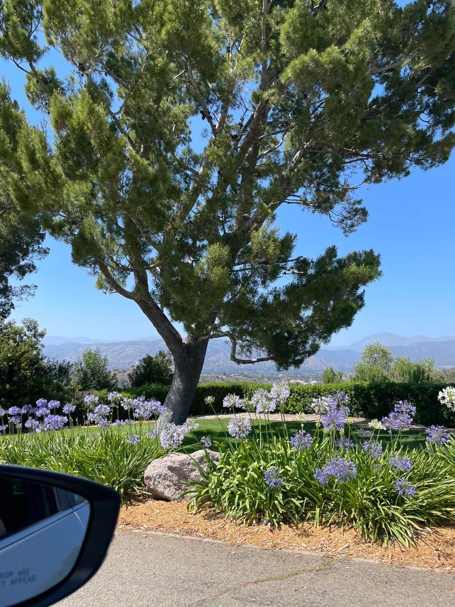 MoeAmatsuka105's tweet image. #notesinspiration #mydaily #mydaya #LA
#LosAngeles #park #LosAngeleslife #sunanythingisbettersunbathing #simple #pleasure #dailyfragments #dayPiecesofEverydayLife #happymomentsineverydaylife