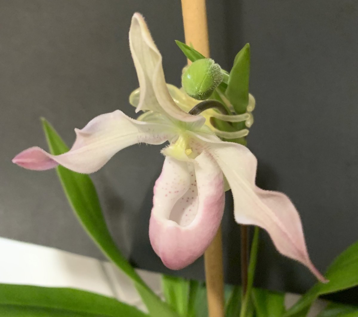 Dean Harrison (@dpharrison2828) on Twitter photo Phragmipedum Professor Braem flowering in my Tulsa house! <a href="/HaapyThai/">Lady Orchid</a> <a href="/ConnieYurkus/">Connie's Orchid Pond</a> @OrchidLondon Phragmipedum Professor Braem flowering in my Tulsa house! <a href="/HaapyThai/">Lady Orchid</a> <a href="/ConnieYurkus/">Connie's Orchid Pond</a> @OrchidLondon
