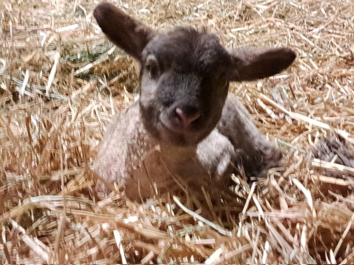 FarmgirlRebel 🏴‍☠️ 🐎 🐾 tweet media