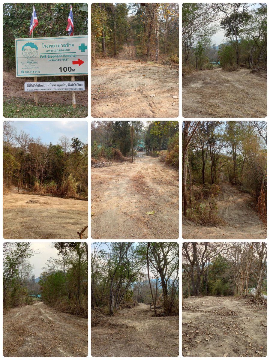 SoraidaSalwala's tweet image. ทุกปีก่อนเข้าแล้งต้องปรับแนวกันไฟไม่ให้มีเชื้อเพลิงสะสมรอบพื้นที่ค่ะ #FireBreaks @FAEeleHosp