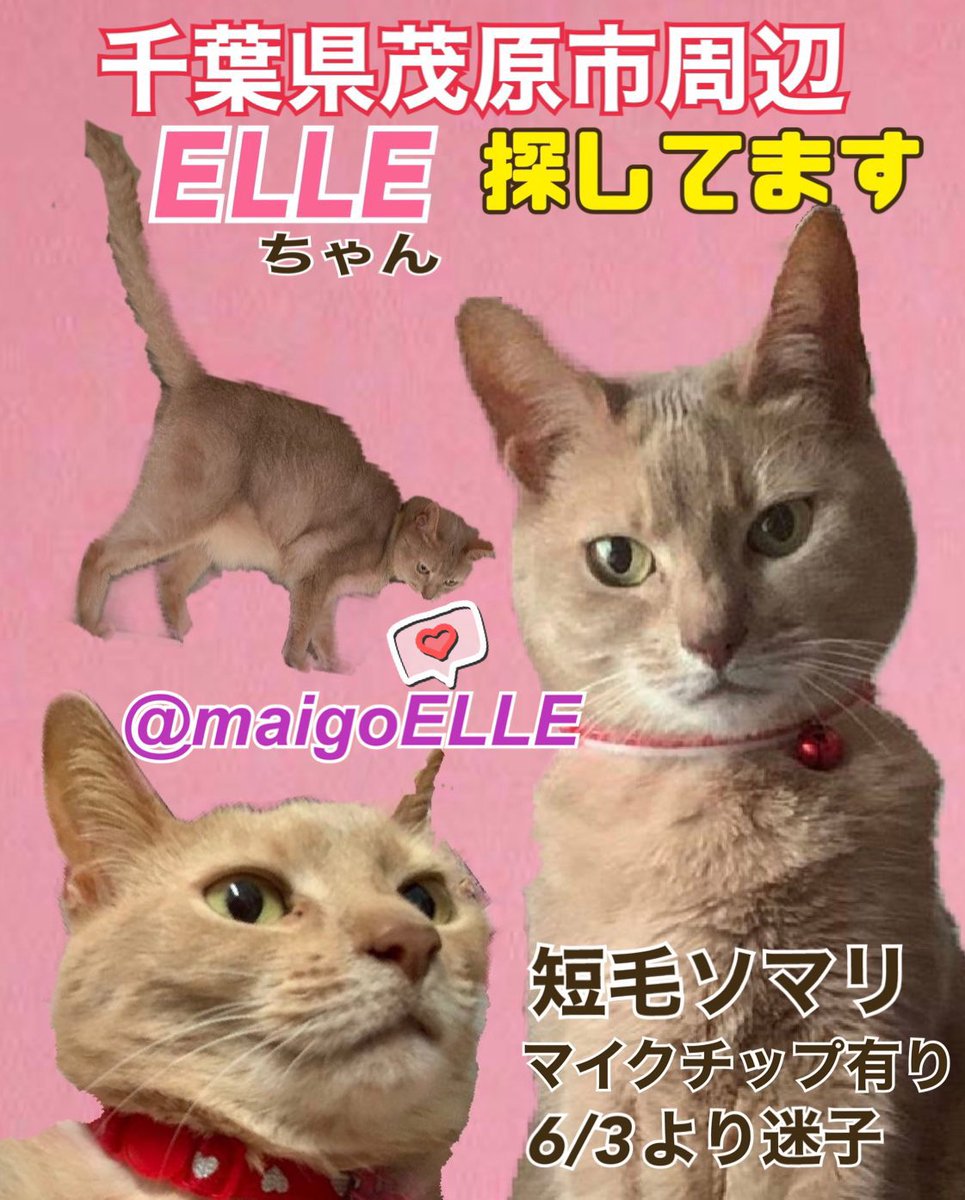 maigoELLE's tweet photo. えるちゃん、いなくなってから手掛かりもなし…手元にはブラシに残っていた少量の毛と落として行った首輪のみ…虚無感半端ないです
#迷子猫 #千葉県 #猫 #茂原 https://t.co/HdwhaeSiwI