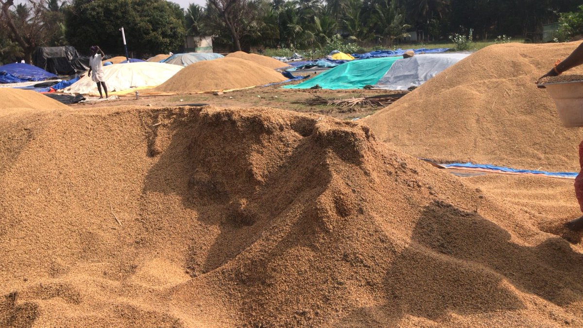 Prabhakaran_as's tweet photo. Dear @TnjCollector Need your help to investigate on the delayed response at Avanam DPC and take action to fasten the process of paddy procurement.Appreciate your response on this, which will help farmers greatly.Paddy was there at DPC for almost 10 to 12 days now.Pic taken today. https://t.co/qJszCDy87e