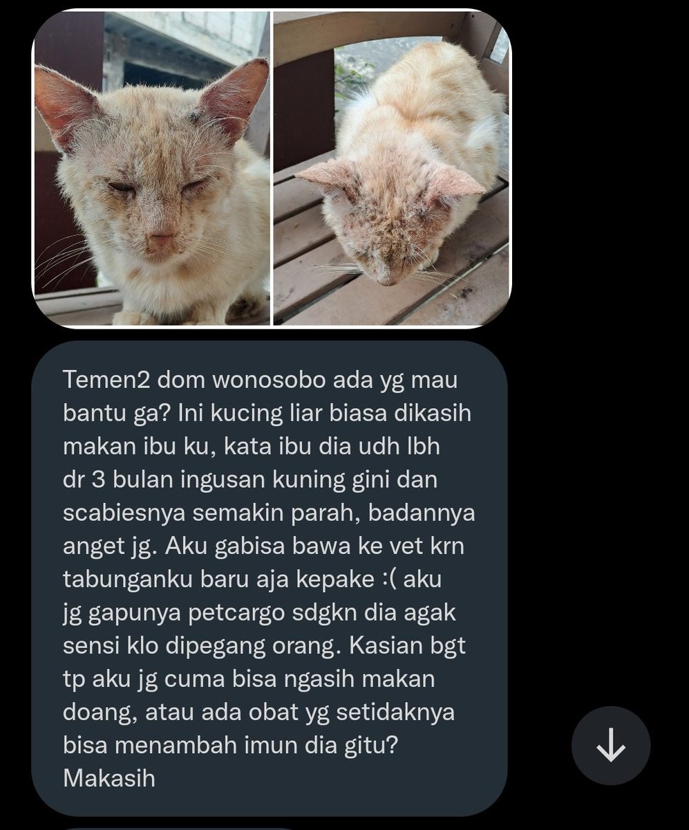 JasparCreative's tweet photo. Top story: @kochengfs: '🐈 Temen2 dom Wonosobo ada yang berkenan untuk bantu? ' https://t.co/0aTyHovgAc, see more https://t.co/vLbBJrBEhV