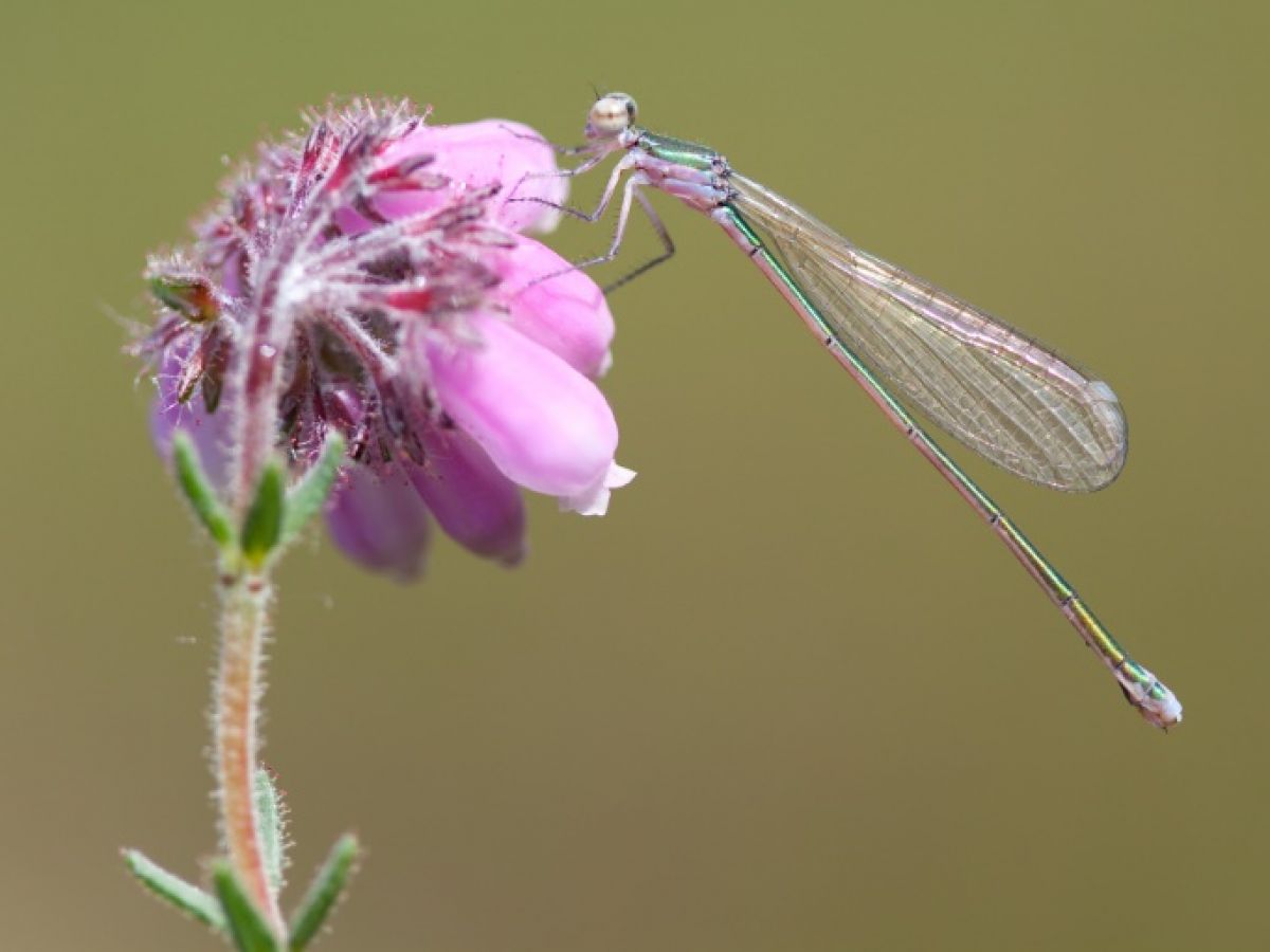 museumtoulouse's tweet photo. [ZOOLOGIE/LIBELLULE] La sécheresse a-t-elle sonné le glas de la Déesse précieuse ? https://t.co/23szD68FY8 #Arthropodes #Libellule #nature #environnement #biodiversité #sécheresse #Déesse #changement_climatique #réchauffement_climatique https://t.co/YbW9JKohnH