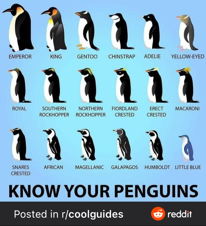 #DidYouKnow that Queen Elizabeth Land’s national animal is the penguin?

More specifically, it’s the emperor penguin. Many people don’t realise there are different types of penguin.

So here’s a handy guide for #micronations to Know Your Penguins!