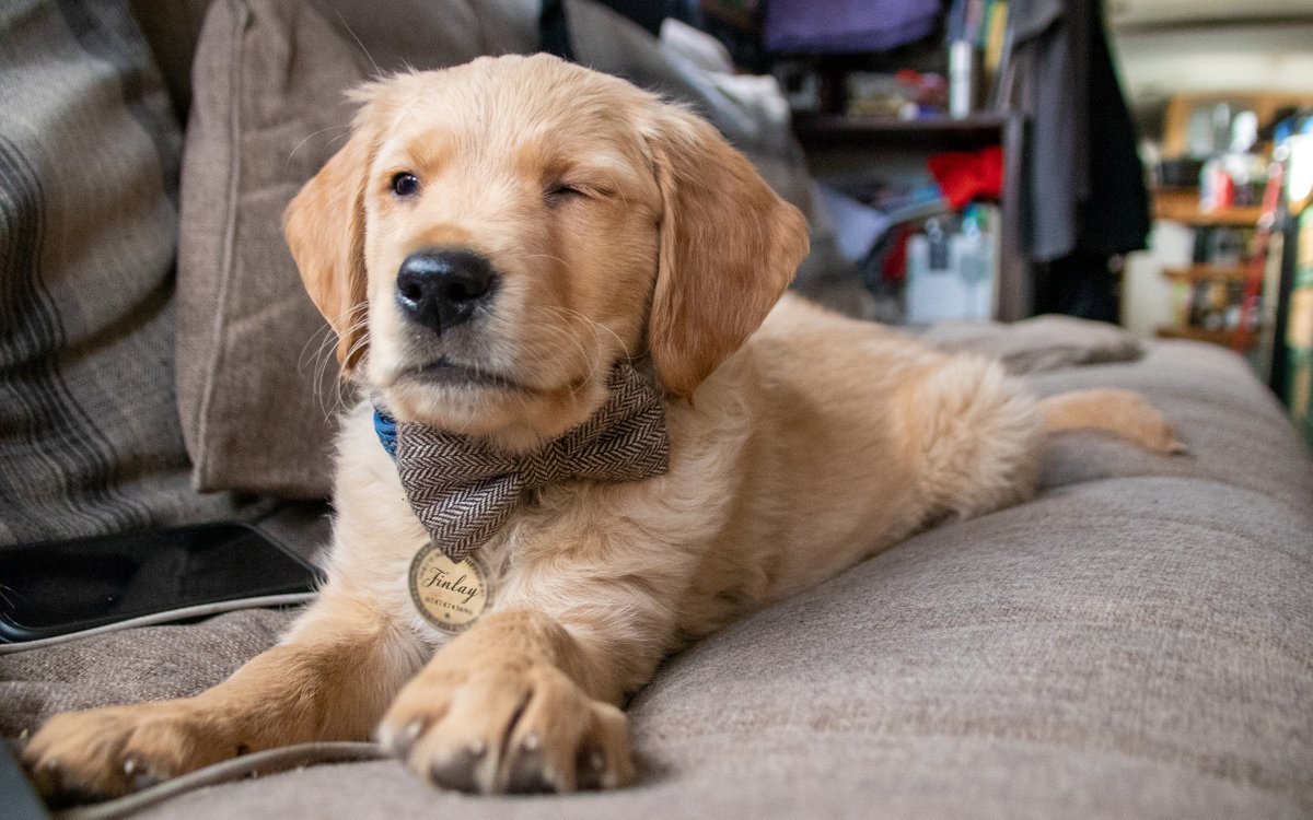 Finlay has such a cute wink ;) #goldenretriever #puppyphotos #finlaythegoldenretriever #goldenretrieverpuppy#dogphotos #sofadogs #petphotography #dogphotography