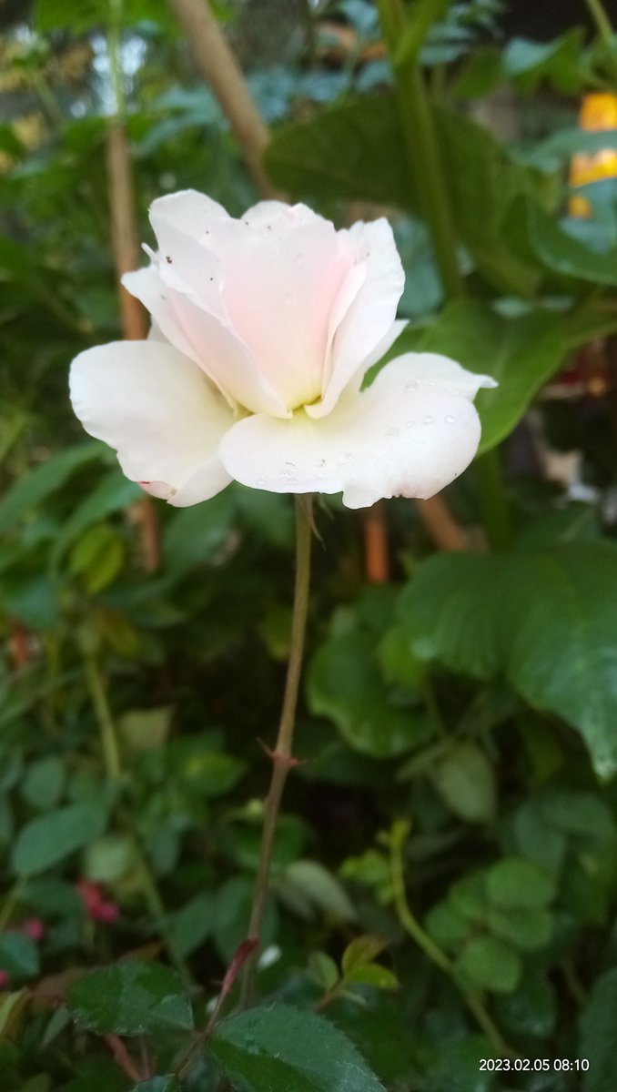 RobinSh26298232's tweet photo. Surely my mind is holy and white like roses https://t.co/6CSrsnjEW9