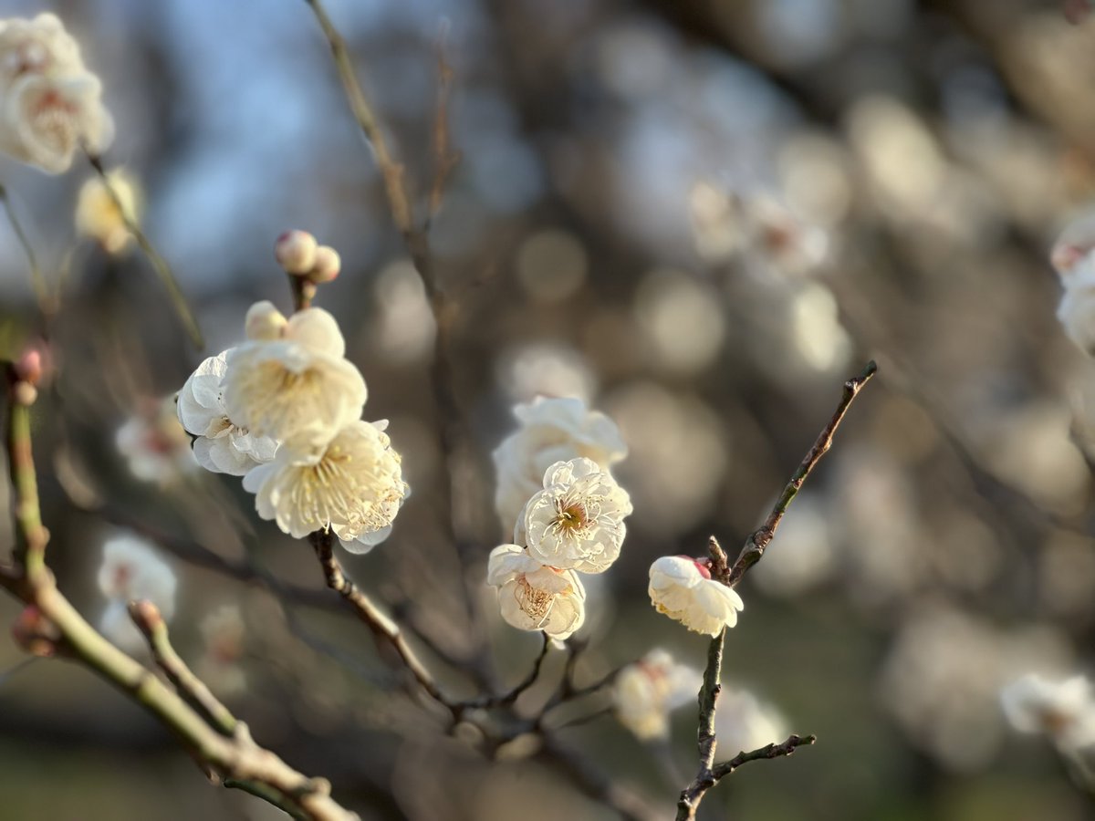 Aridarts's tweet photo. 日の光は白くなってる✨
梅園はあともう少しって感じ🌸 https://t.co/WR7nsX1PsP