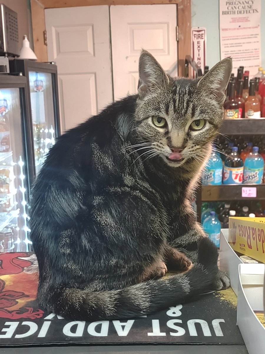 LordBoozeKitty's tweet photo. Happy #Caturday. Make sure to bathe regularly so you keep clean and have shiny, silky fur.

#CatsOfTwitter #cats https://t.co/hdtZ2lQKmw