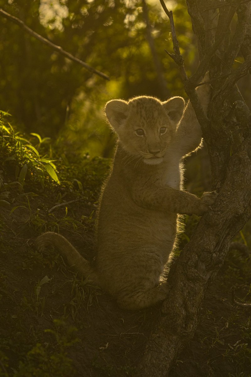 Model Simba!
#simba #wildlifephotography #maratrails @Wildlife_NFTs @theburrownft