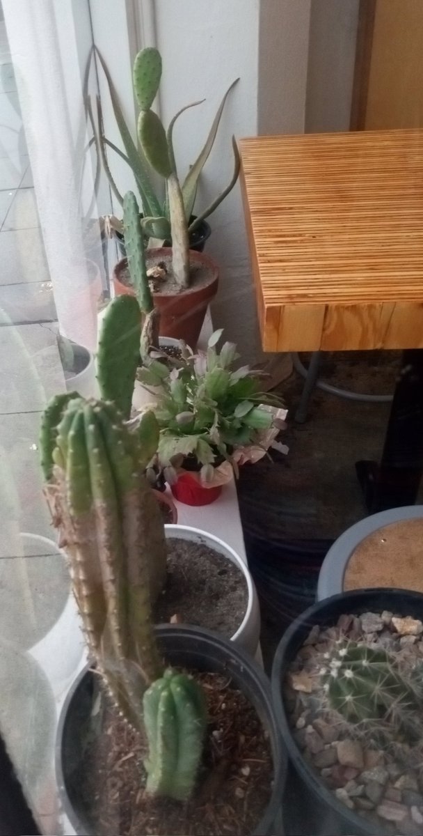 ChrisCloughOly's tweet photo. π΅ Cacti In Olympia
Made me smile on a dreary day. They certainly are happy to be indoors.
#Cozy l #WindowPlants https://t.co/JTR7hkudrx