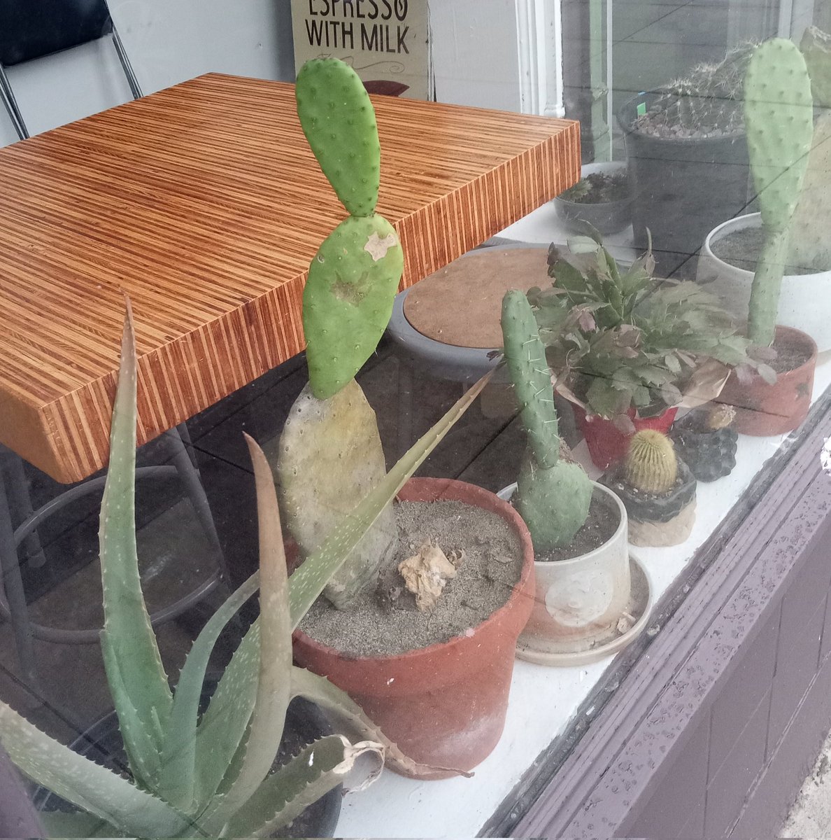 ChrisCloughOly's tweet photo. π΅ Cacti In Olympia
Made me smile on a dreary day. They certainly are happy to be indoors.
#Cozy l #WindowPlants https://t.co/JTR7hkudrx