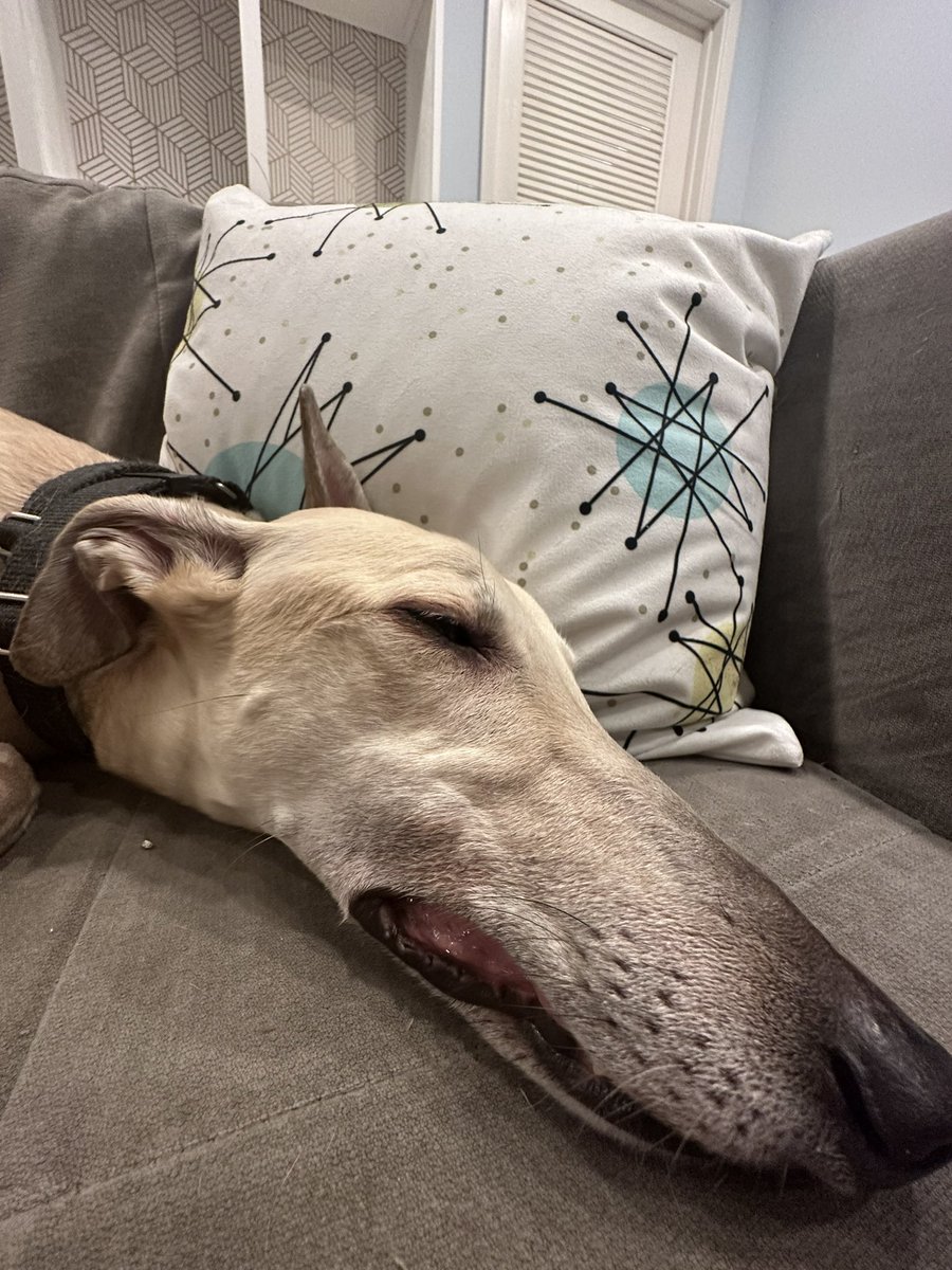 pencil dog goes on walk (before and after)