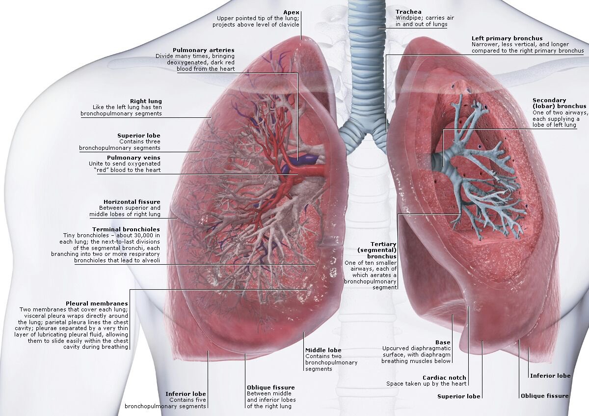 detailed lungs diagram