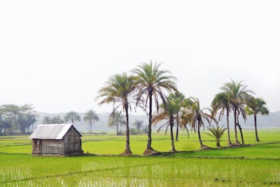 Photo By aziz howlader | Unsplash - via @Crowdfire  
 #natureconservation #bamboostraws #wheatharvest #bulls #archaeology