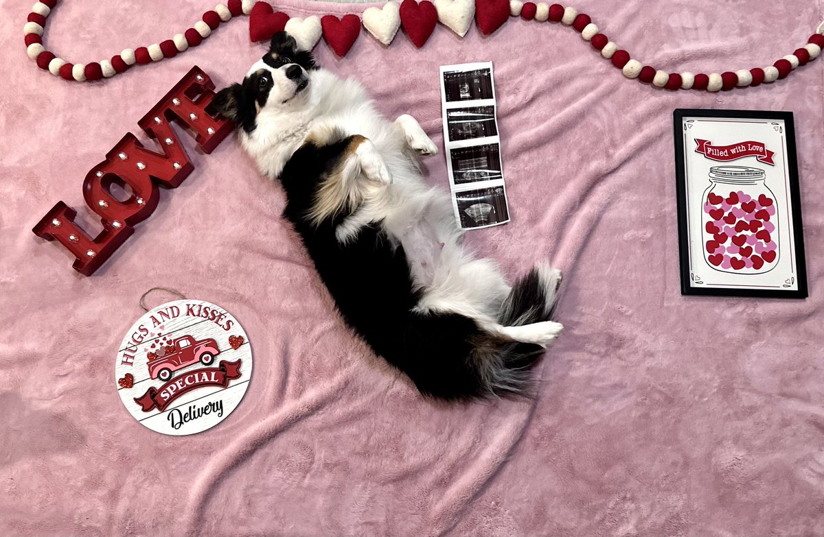 miguelkings11's tweet photo. 7 corgi puppies confirmed! Don’t forget to submit your applications to adopt a Penbroke Welsh Corgi, link is in bio. Deposit for puppies is due upon birth (we will be in contact via email/text to discuss adoption fee and details with chosen applications later this week)🐾♥️ https://t.co/KqDFKNrZg1
