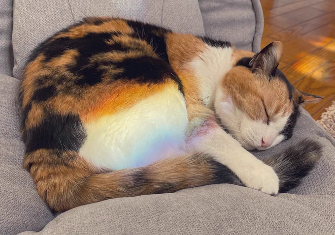𝓡𝓐𝓘𝓝𝓑𝓞𝓦ねこ 