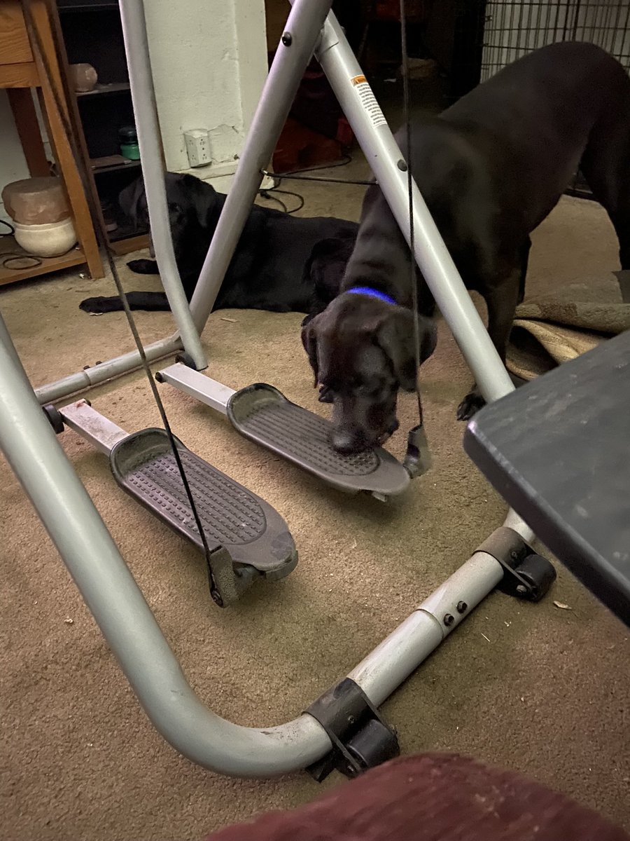 Jollin061210's tweet photo. #PhotoChallenge2023February Day 4 #favoritetoy #notmine Anything that has Mama’s smell is my favorite toy that isn’t mine. 😈 ❤️🐾Jubee🐾❤️ #dogsoftwitter https://t.co/JxqY0v0cJz