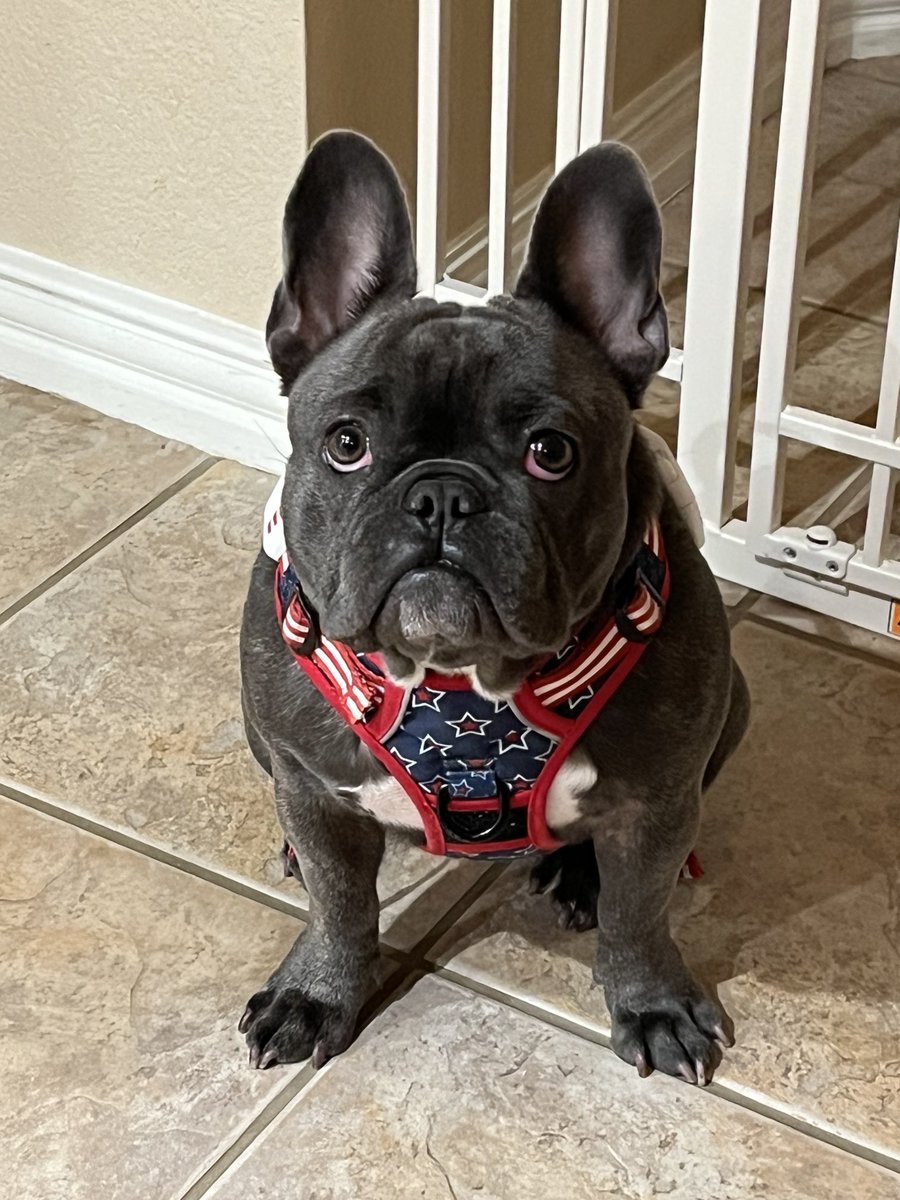 HanstromLisa's tweet image. Sadie in her bling bling ❤️